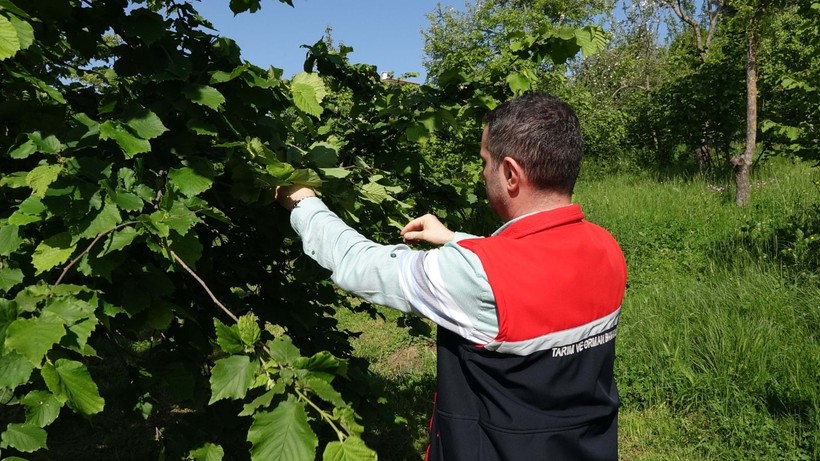 Fındığın kabusu kokarcaya 'hunili tuzak' devrede - Resim: 1