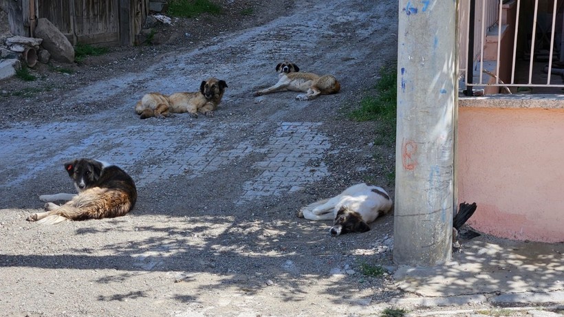 Köpeklerin saldırısına uğrayan yaşlı adam canını zor kurtardı - Resim: 3