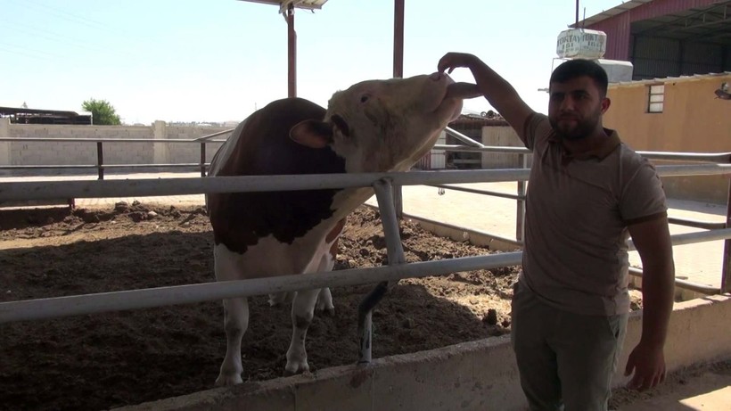 Kurban pazarının gözdesi 1 ton 400 kilogram ağırlığındaki Yusuf oldu! İşte istenen ücret - Resim: 1