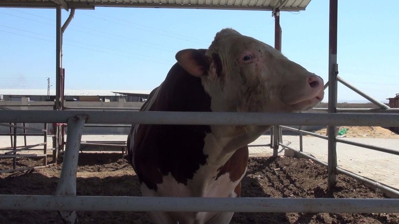 Kurban pazarının gözdesi 1 ton 400 kilogram ağırlığındaki Yusuf oldu! İşte istenen ücret - Resim: 3
