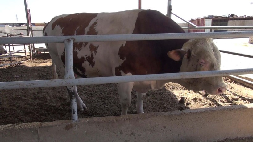 Kurban pazarının gözdesi 1 ton 400 kilogram ağırlığındaki Yusuf oldu! İşte istenen ücret - Resim: 2