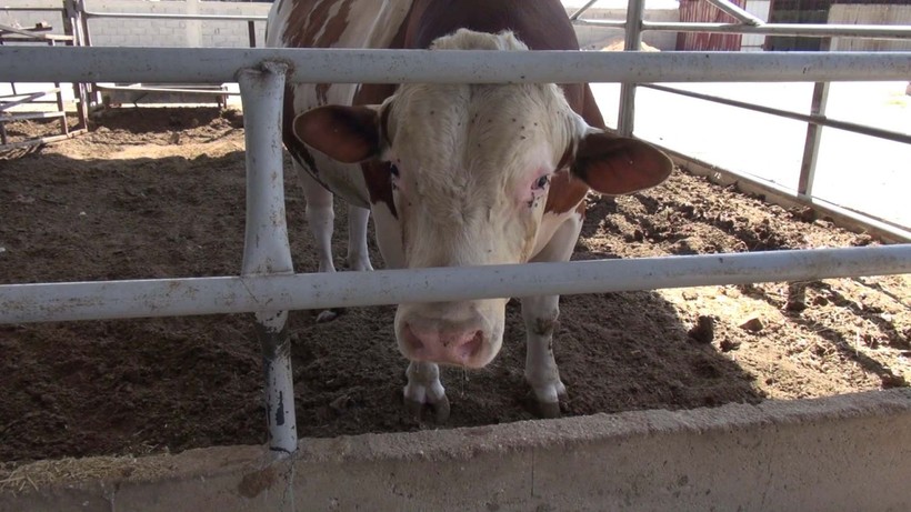 Kurban pazarının gözdesi 1 ton 400 kilogram ağırlığındaki Yusuf oldu! İşte istenen ücret - Resim: 4