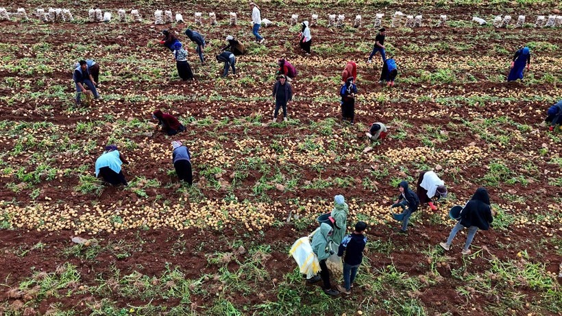 Adana'da günlük 250-300 ton patates yükleyen işçiler 2 bin 500 kazanıyorlara - Resim: 4