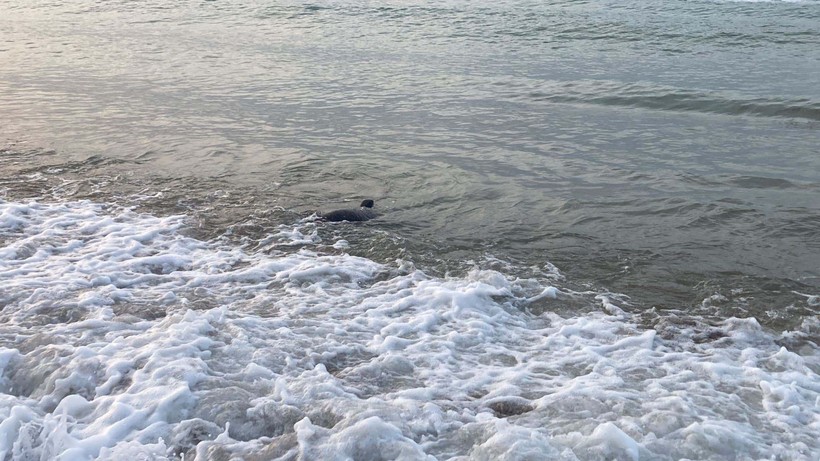 Mersin'de köpek balığı korkusu! Sahil boşaltıldı, gerçek bambaşka çıktı - Resim: 5