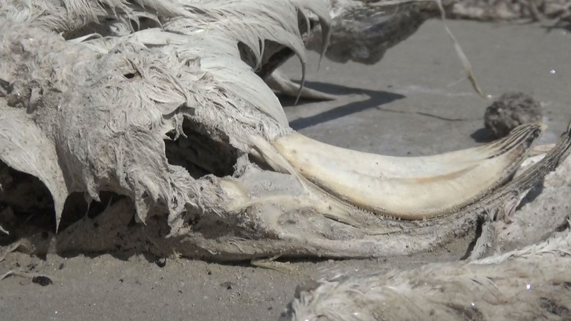 Flamingoların kuluçka mekanında yüzlerce flamingo ölü bulundu - Resim: 1