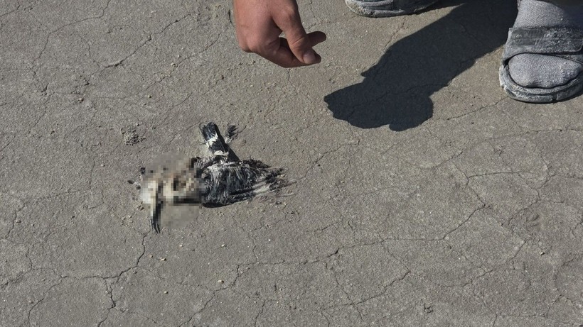 Flamingoların kuluçka mekanında yüzlerce flamingo ölü bulundu - Resim: 2