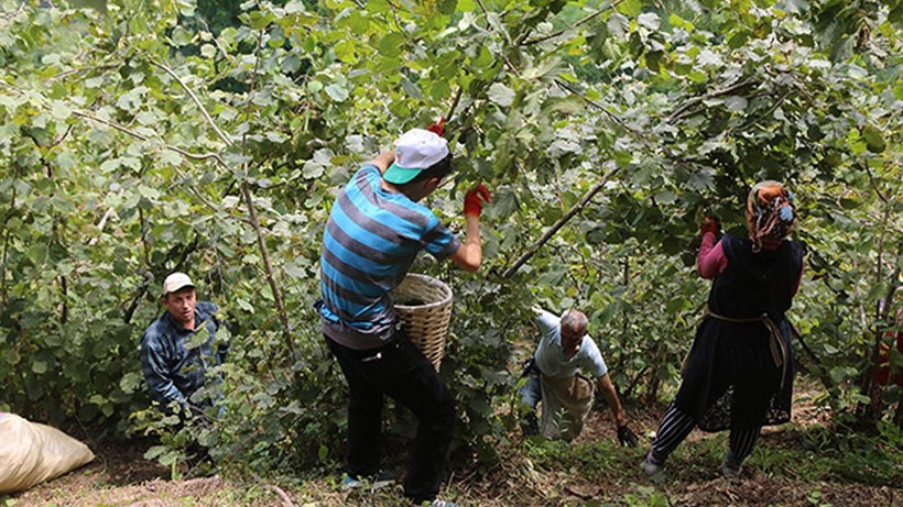 Fındık üreticileri dikkat! Ordu'da fındık işçi yevmiyesi ve diğer ücretler belli oldu - Resim: 1