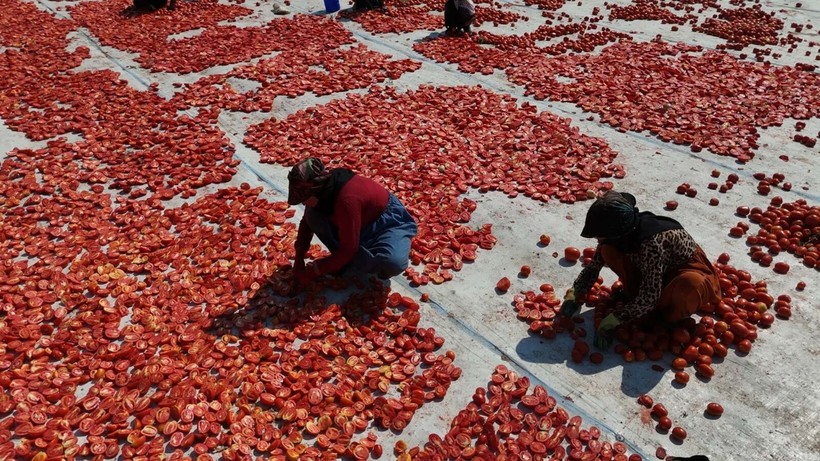 İzmir'de kuru domates mesaisi - Resim: 4