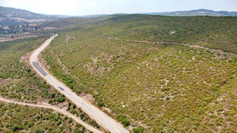 Osmaniye'de 4 yıl önce yanan ormanlık alan yeniden yeşillendi - Resim: 5