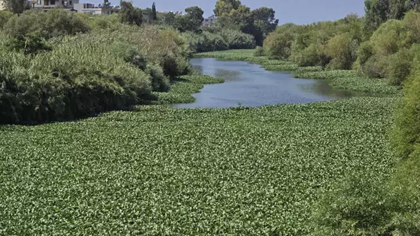 Asi Nehri'nde su sümbülü istilası; balık ölümleri yaşandı - Resim: 5