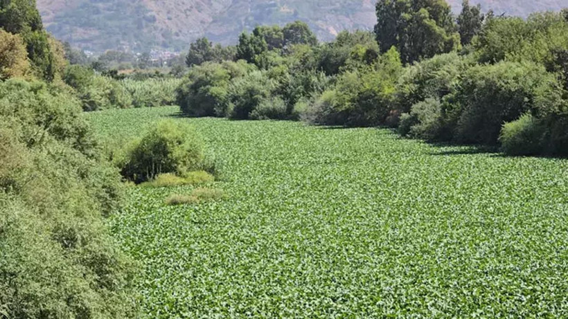Asi Nehri'nde su sümbülü istilası; balık ölümleri yaşandı - Resim: 7