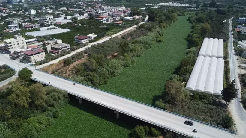 Asi Nehri'nde su sümbülü istilası; balık ölümleri yaşandı - Resim: 2