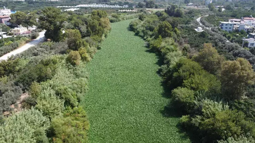 Asi Nehri'nde su sümbülü istilası; balık ölümleri yaşandı - Resim: 3