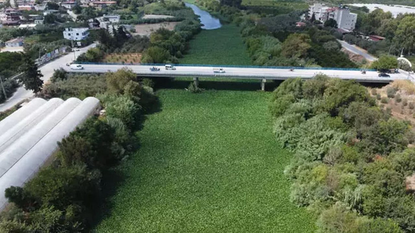 Asi Nehri'nde su sümbülü istilası; balık ölümleri yaşandı - Resim: 4
