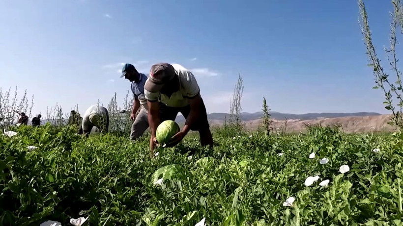 Karpuzun fiyatı 70 kilometrede 30'a katlanıyor - Resim: 3