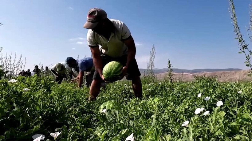 Karpuzun fiyatı 70 kilometrede 30'a katlanıyor - Resim: 4