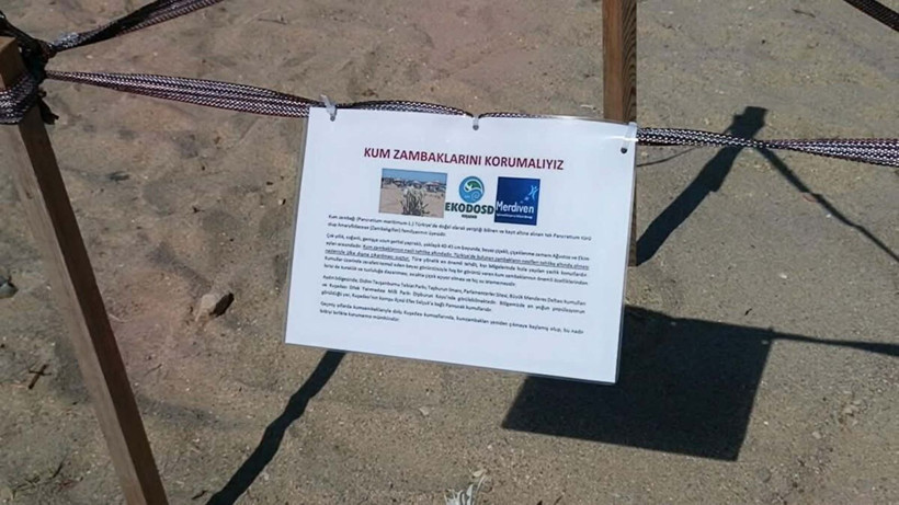 Kuşadası’nda yıllar sonra çiçek açan ‘kum zambağı’ koruma altına alındı - Resim: 2