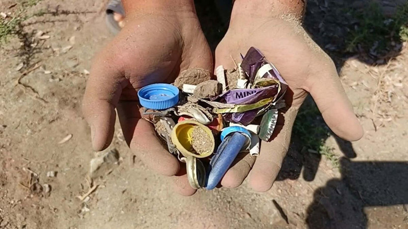 Kuşadası’nda yıllar sonra çiçek açan ‘kum zambağı’ koruma altına alındı - Resim: 4