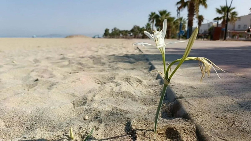 Kuşadası’nda yıllar sonra çiçek açan ‘kum zambağı’ koruma altına alındı - Resim: 1