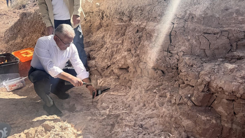 Kayseri'deki fosil kazılarında 7,7 milyon yıllık kılıç dişli kaplan fosili bulundu - Resim: 1