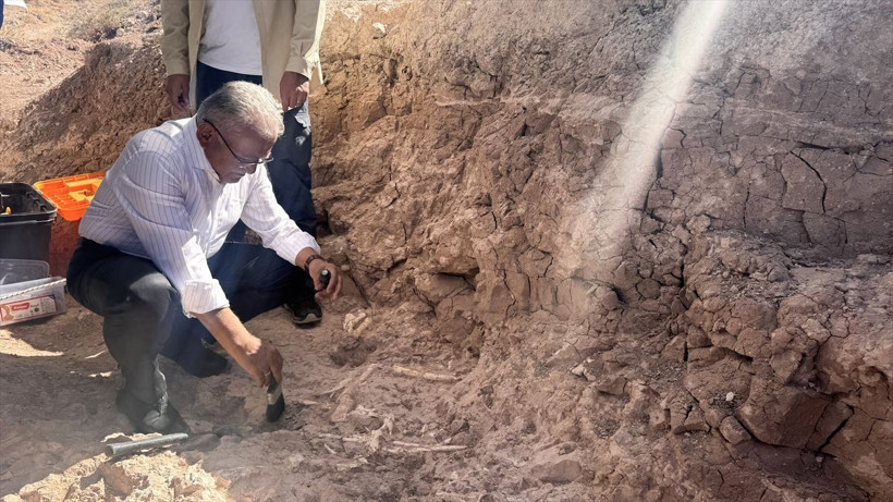 Kayseri'deki fosil kazılarında 7,7 milyon yıllık kılıç dişli kaplan fosili bulundu - Resim: 2