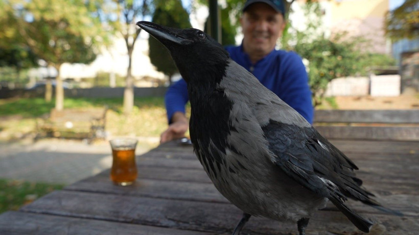 Bu karga çay içip Rize helvası yiyor: Organik gıdaları seviyor - Resim: 7