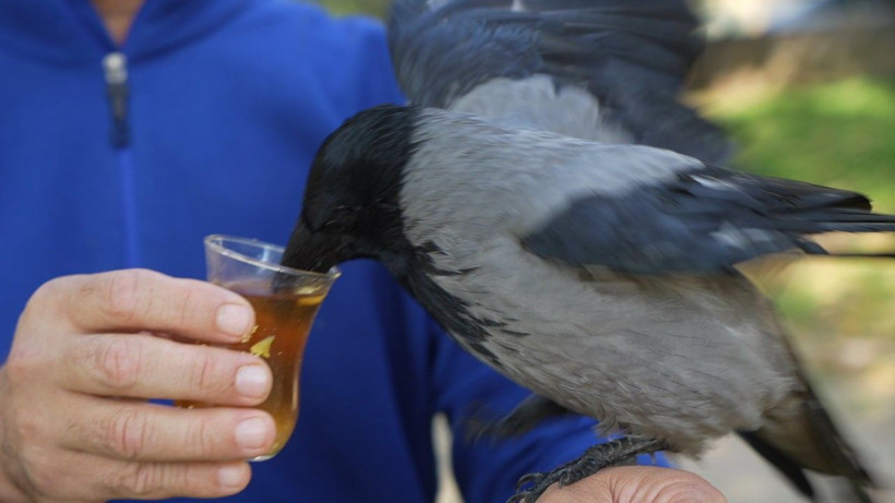 Bu karga çay içip Rize helvası yiyor: Organik gıdaları seviyor - Resim: 6