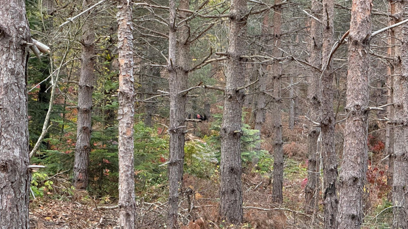 Kastamonu'da kayıp anne ve oğlunu arama çalışmaları 4'üncü günde - Resim: 6