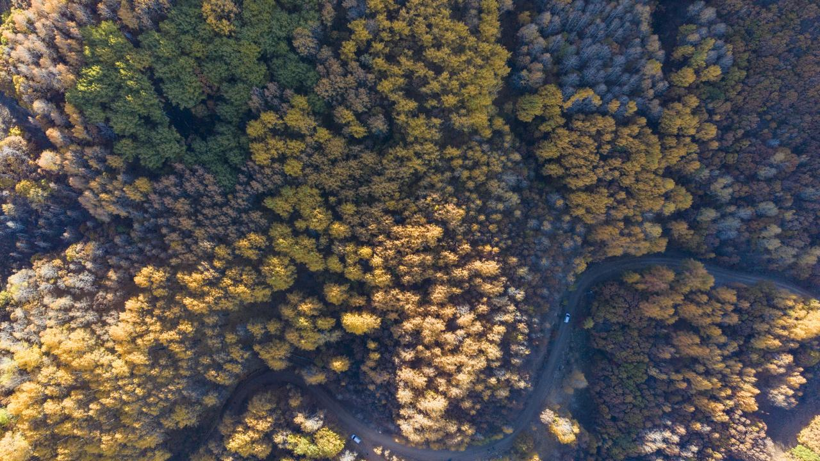 Tunceli'nin gizli cenneti: Salördek Ormanları - Resim: 2