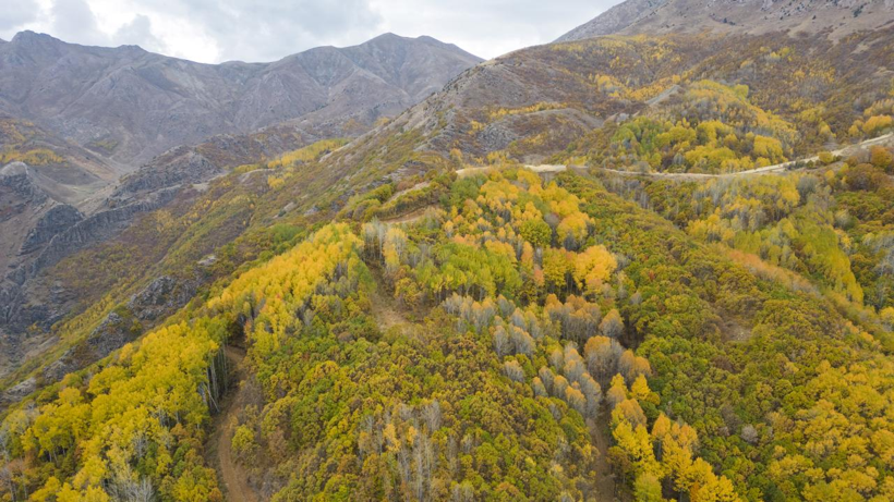 Tunceli'nin gizli cenneti: Salördek Ormanları - Resim: 4