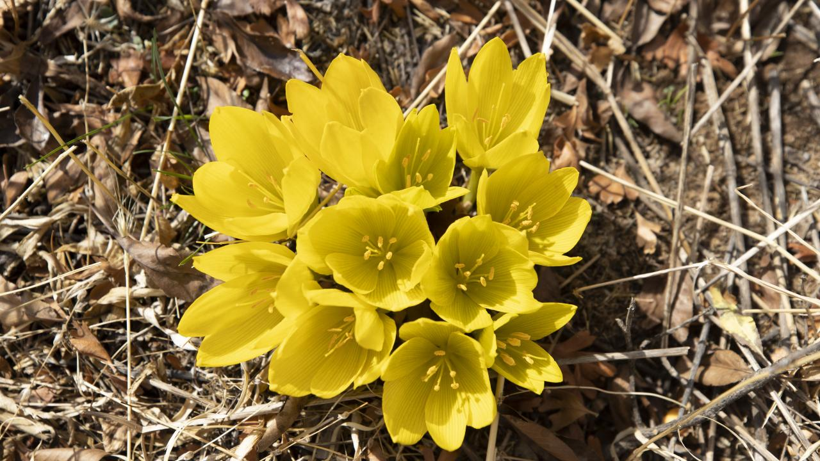 Tunceli'nin gizli cenneti: Salördek Ormanları - Resim: 5