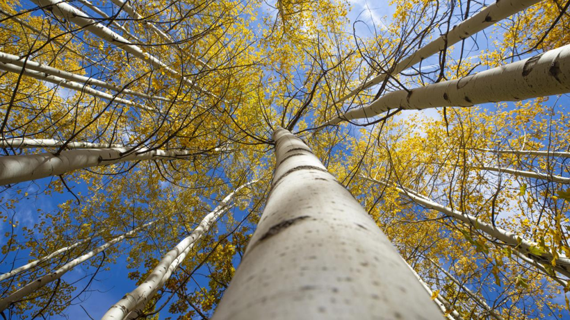 Tunceli'nin gizli cenneti: Salördek Ormanları - Resim: 6