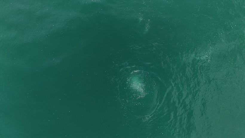 Sapanca Gölü neden kaynıyor? Uzmanlar bölgeye akın etti - Resim: 4