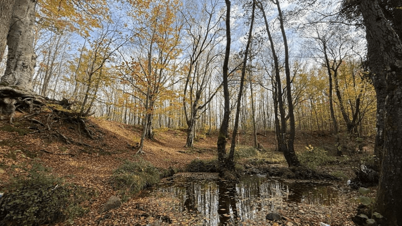 Tekirdağ'da ormanlar sonbahar renklerine büründü - Resim: 5