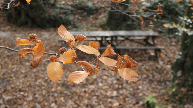 Tekirdağ'da ormanlar sonbahar renklerine büründü - Resim: 4
