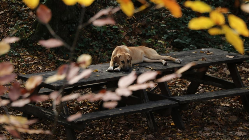 Tekirdağ'da ormanlar sonbahar renklerine büründü - Resim: 3