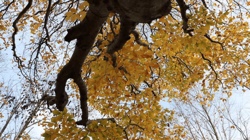 Tekirdağ'da ormanlar sonbahar renklerine büründü - Resim: 2