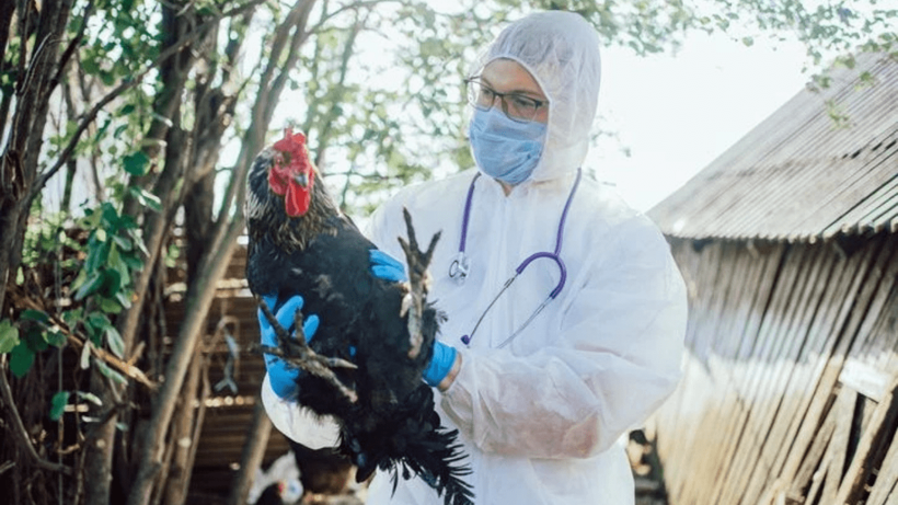 H5N5 paniği: Dünyada ilk kez can aldı! - Resim: 3