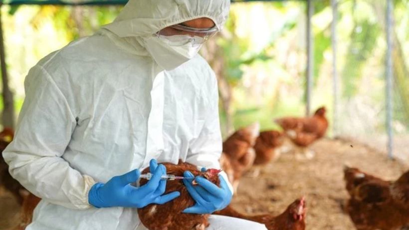 H5N5 paniği: Dünyada ilk kez can aldı! - Resim: 1