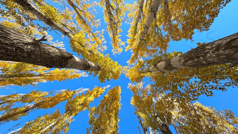 Hazar Gölü'nün çevresi sonbahar renklerine büründü - Resim: 5