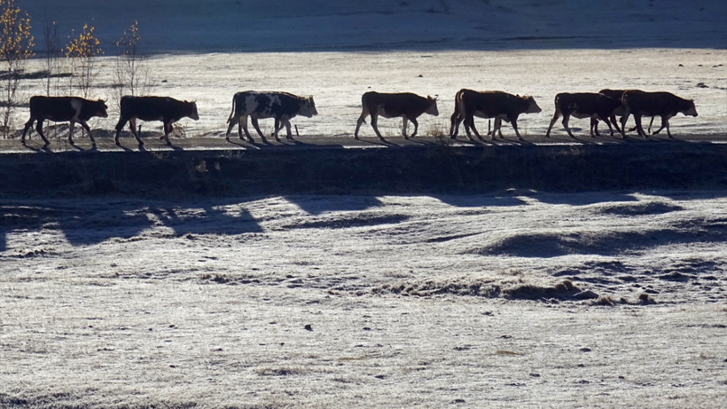 Erzurum, Kars, Ardahan, Ağrı ve Tunceli'de kar yağışı etkili oldu - Resim: 7