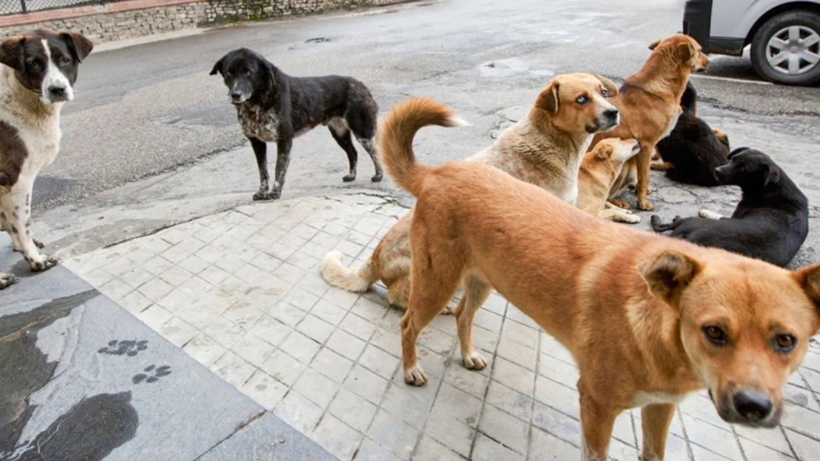 Bakan Çiftçi tarih verdi: Başıboş sokak köpeği sorunu sona erecek - Resim : 1