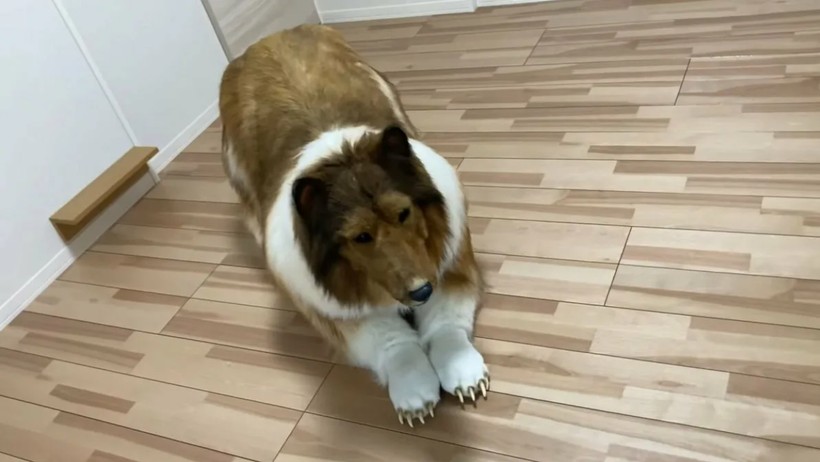 Köpek olmak için binlerce dolar harcadı! Bakın şimdi ne yapıyor... - Resim: 7