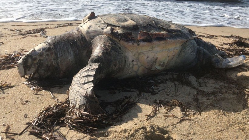 Edirne’de nesli tükenen canlılar arasında bulunana caretta caretta ölü olarak karaya vurdu! - Resim: 1