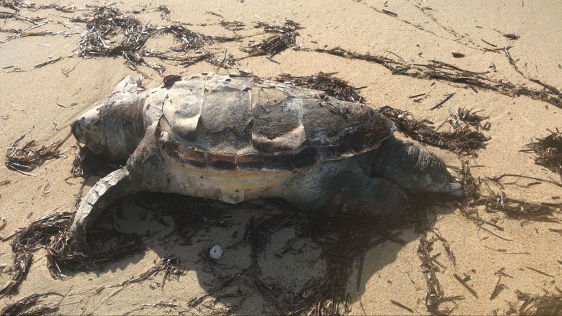 Edirne’de nesli tükenen canlılar arasında bulunana caretta caretta ölü olarak karaya vurdu! - Resim: 2