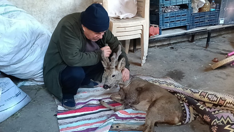 Köpeklerin saldırdığı karaca köylüler tarafından kurtarıldı - Resim : 3