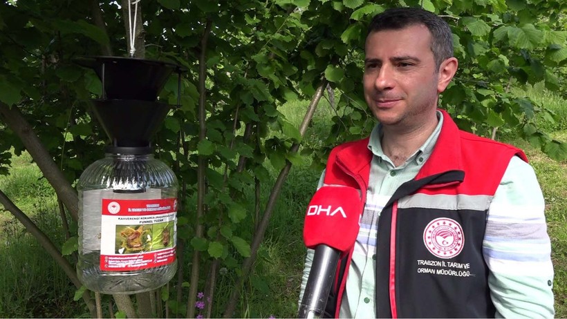 Fındığın kabusu kokarcaya 'hunili tuzak' devrede - Resim: 7