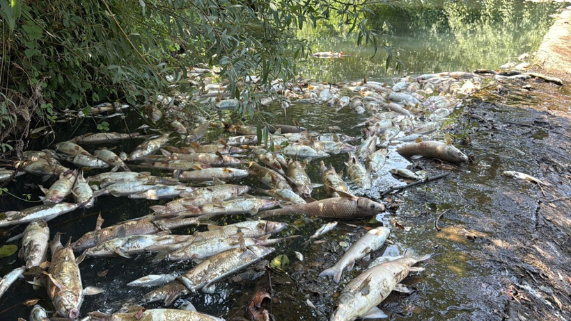Bartın Irmağı'nda balık ölümleri yaşandı - Resim: 1