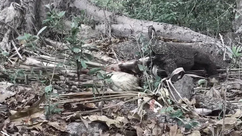 Komodo ejderinin keçi avı kamerada! Dehşete düşüren görüntü - Resim: 27
