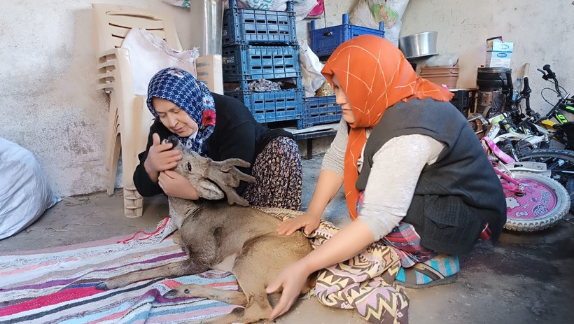 Köpeklerin saldırdığı karaca köylüler tarafından kurtarıldı - Resim : 5